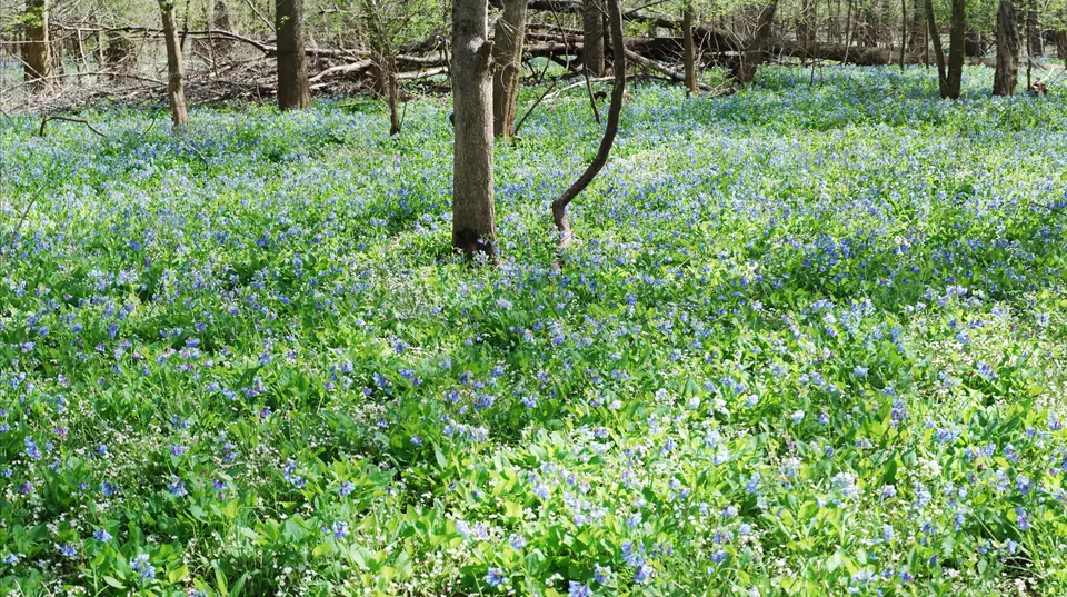 A carpet of Virginia bluebells blooming in the spring woods at Bull Run Regional Park in Centreville, Virginia