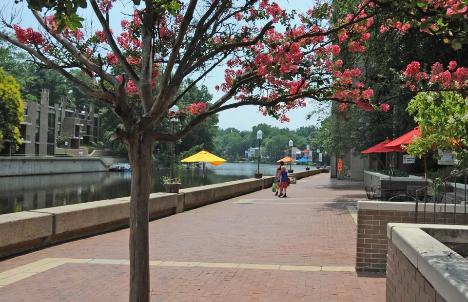 The lakeside promenade at Lake Anne Plaza in Reston, Virginia, with crepe myrtles in bloom and the water beyond